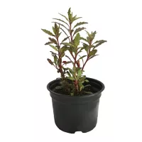 Planta Epazote m04