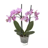 Planta Orquidea Multiflora M4