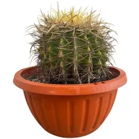 Planta Cactus Grousoni