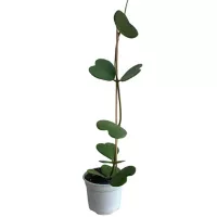 Planta Hoya Kerry M7