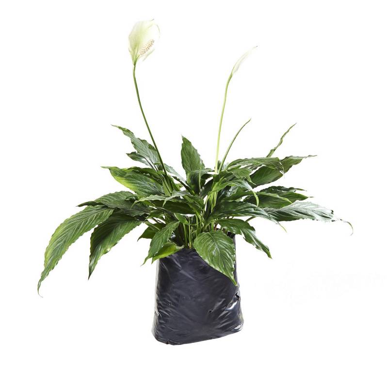 S/M - Planta Natural de Interior Spathiphyllum Tasson