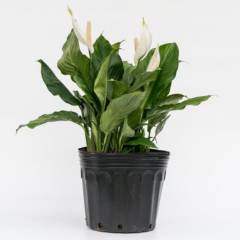 4 ESTACIONES - Planta Natural de Interior Spathiphyllum Sensation