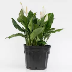 4 ESTACIONES - Planta Natural de Interior Spathiphyllum Sensation