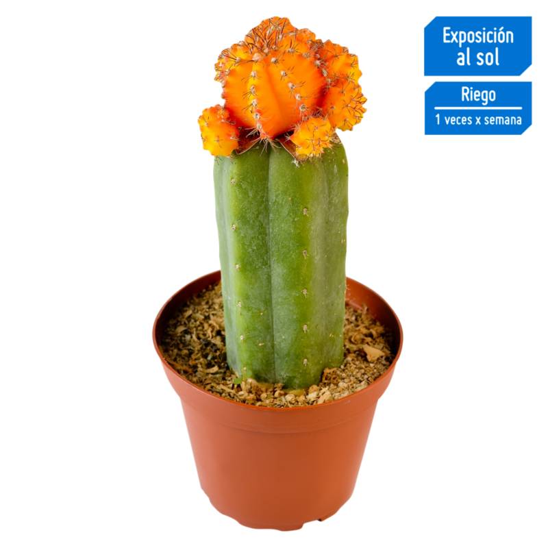  - Cactus Injertado