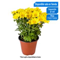 4 ESTACIONES - Flor Natural Chrysantemo