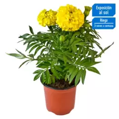 4 ESTACIONES - Flor Natural Marigold