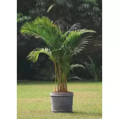 4 ESTACIONES - Planta Natural Palmera Hawaiana 1.8mt